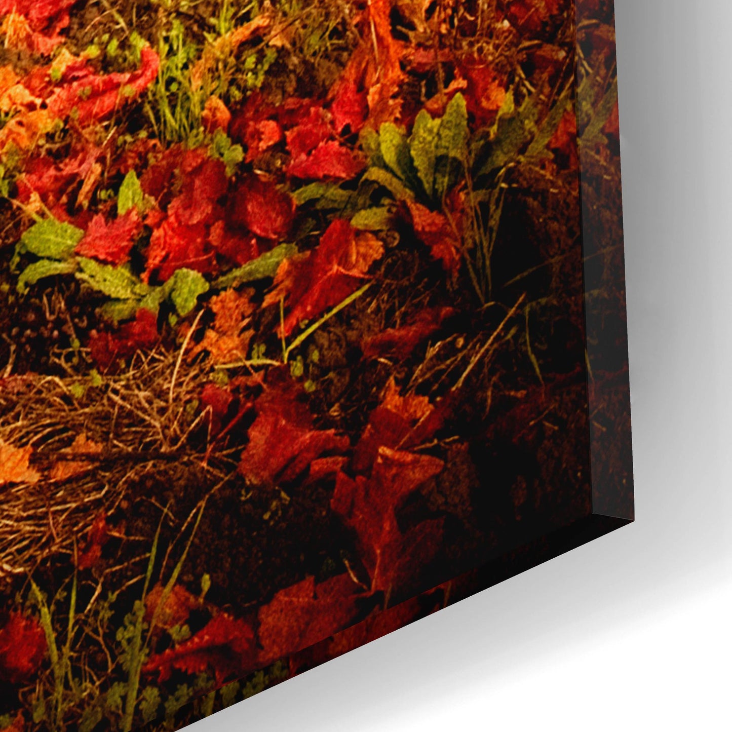 Epic Art 'Autumn Vines' by Jessica Rogers, Acrylic Glass Wall Art,12x16