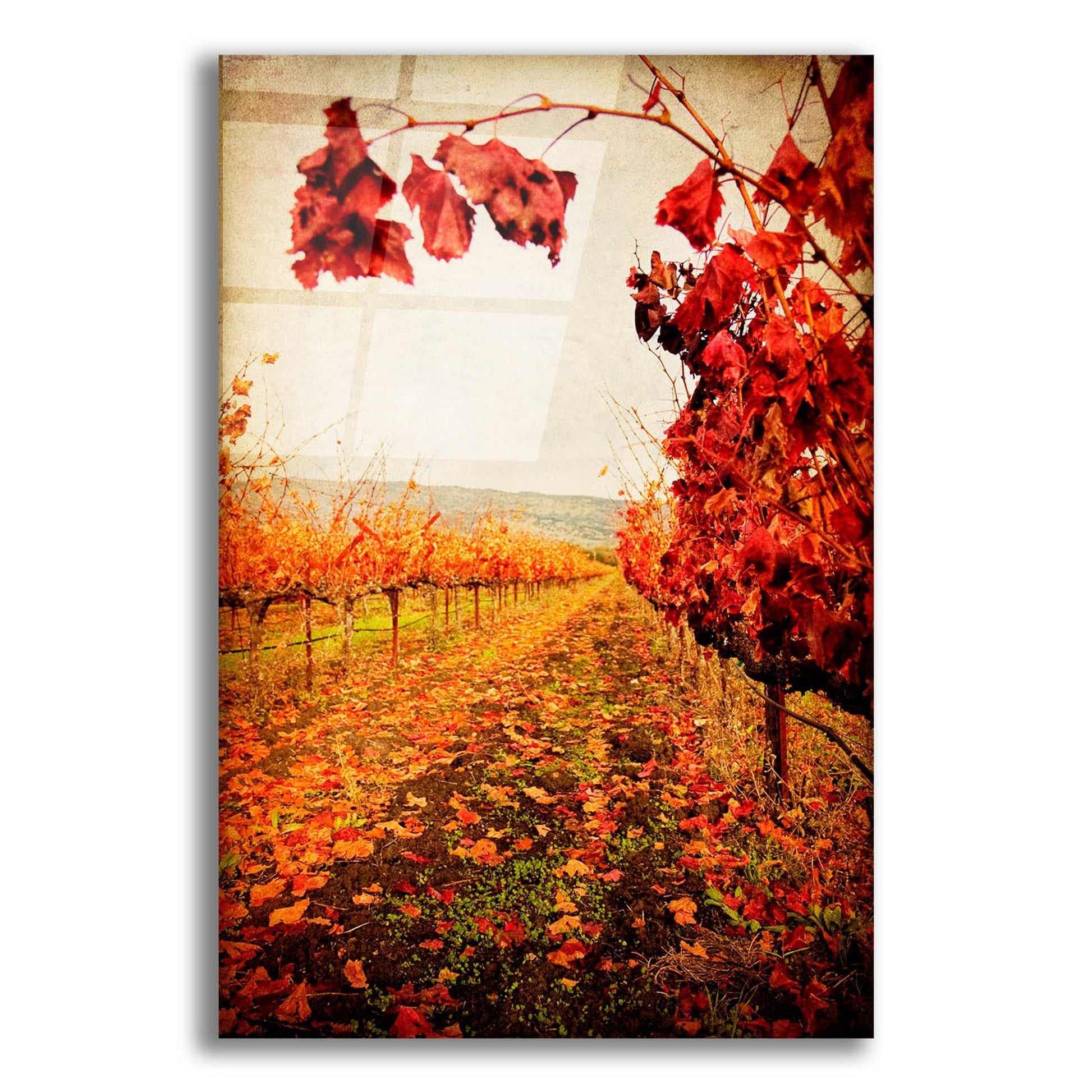 Epic Art 'Autumn Vines' by Jessica Rogers, Acrylic Glass Wall Art,12x16