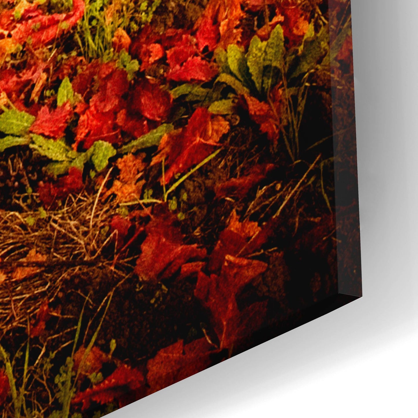 Epic Art 'Autumn Vines' by Jessica Rogers, Acrylic Glass Wall Art,16x24