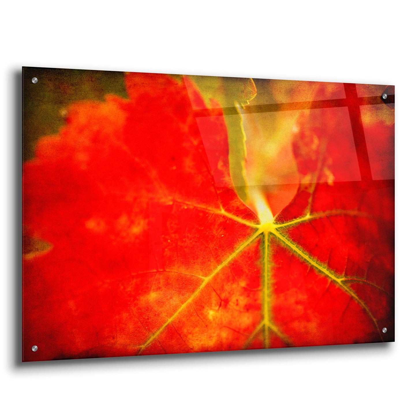 Epic Art 'Autumn'S Fire' by Jessica Rogers, Acrylic Glass Wall Art,36x24