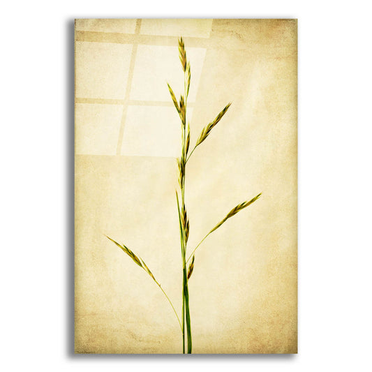 Epic Art 'Grasses 1' by Jessica Rogers, Acrylic Glass Wall Art