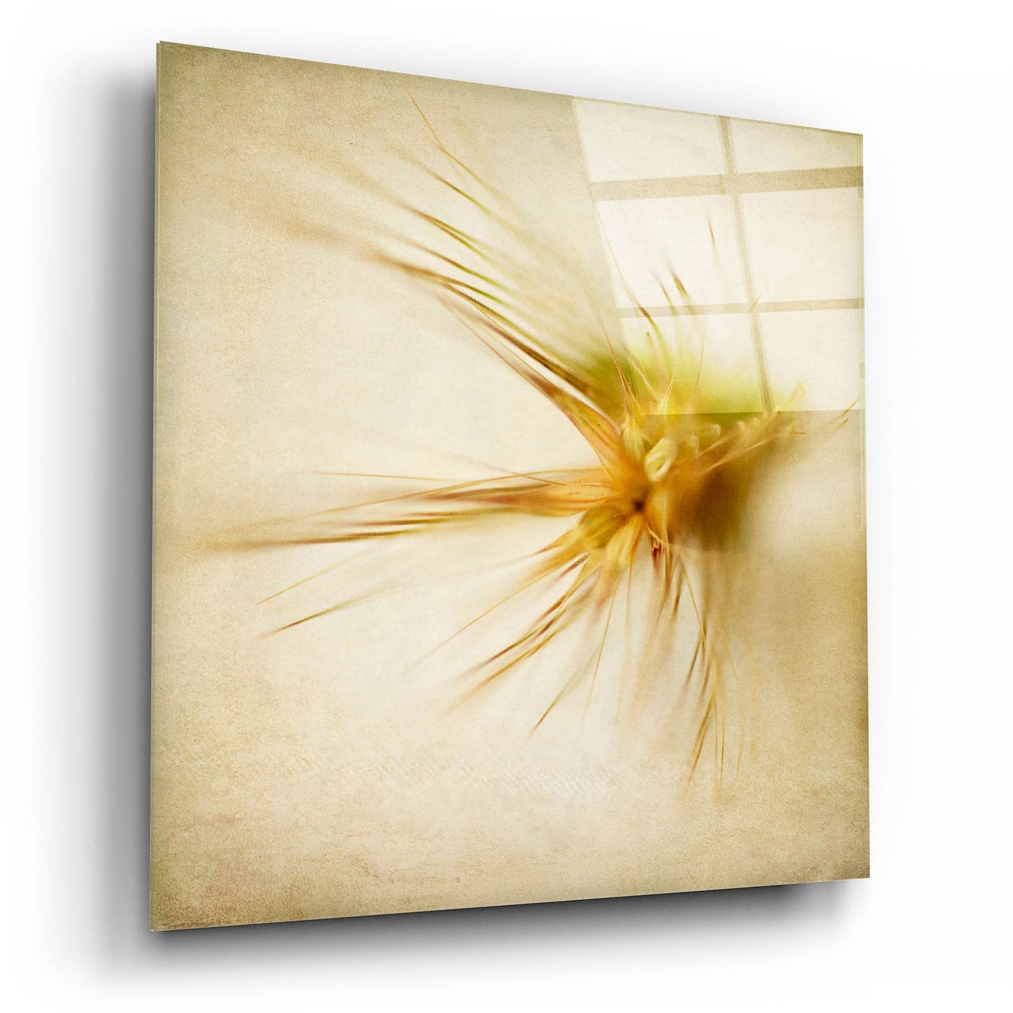 Epic Art 'Grasses 2' by Jessica Rogers, Acrylic Glass Wall Art,12x12