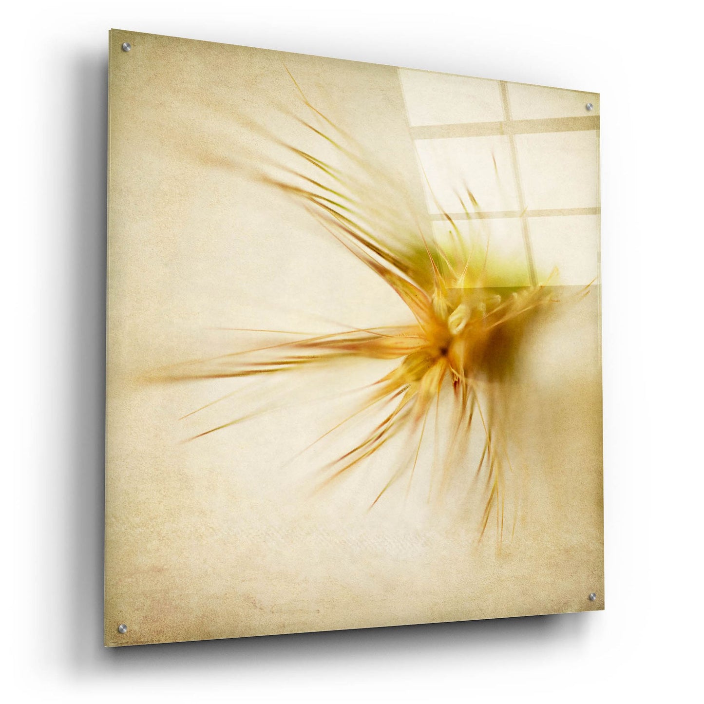 Epic Art 'Grasses 2' by Jessica Rogers, Acrylic Glass Wall Art,36x36