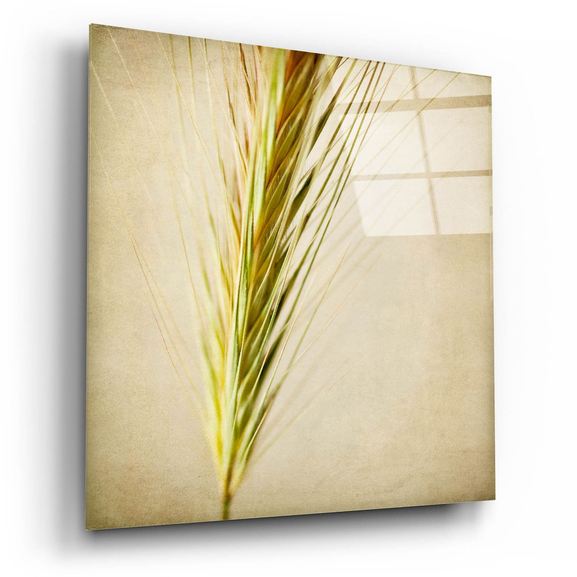 Epic Art 'Grasses 3' by Jessica Rogers, Acrylic Glass Wall Art,12x12