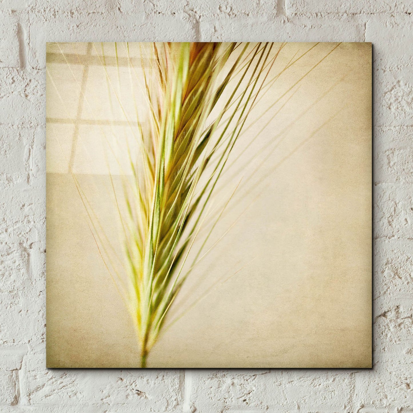 Epic Art 'Grasses 3' by Jessica Rogers, Acrylic Glass Wall Art,12x12