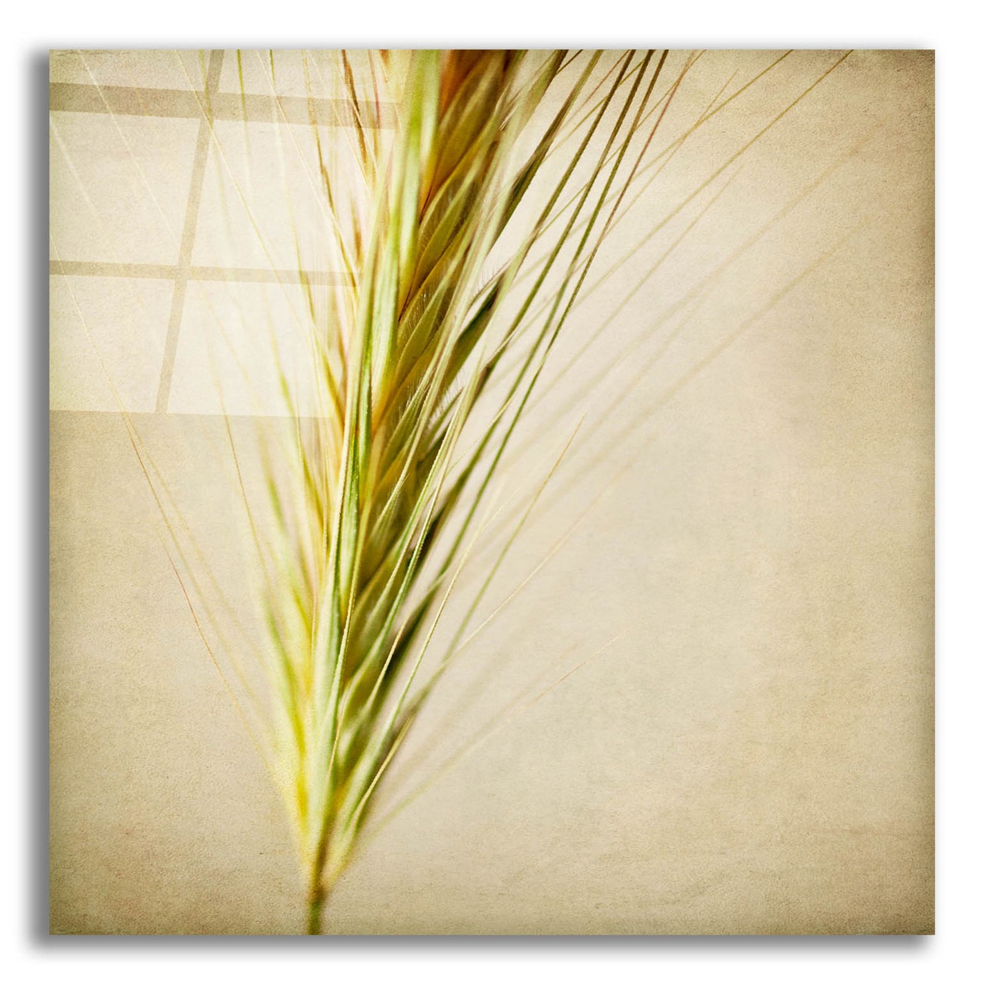 Epic Art 'Grasses 3' by Jessica Rogers, Acrylic Glass Wall Art,12x12