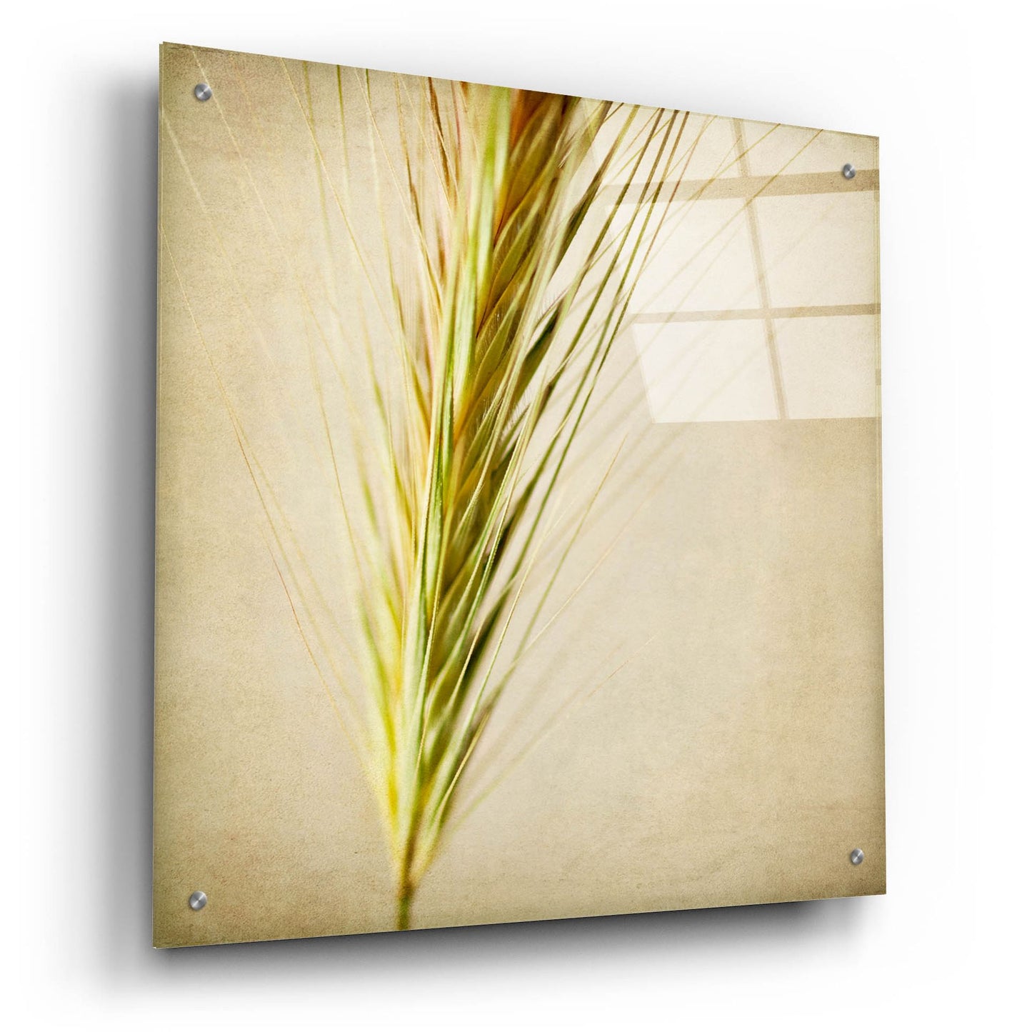 Epic Art 'Grasses 3' by Jessica Rogers, Acrylic Glass Wall Art,24x24