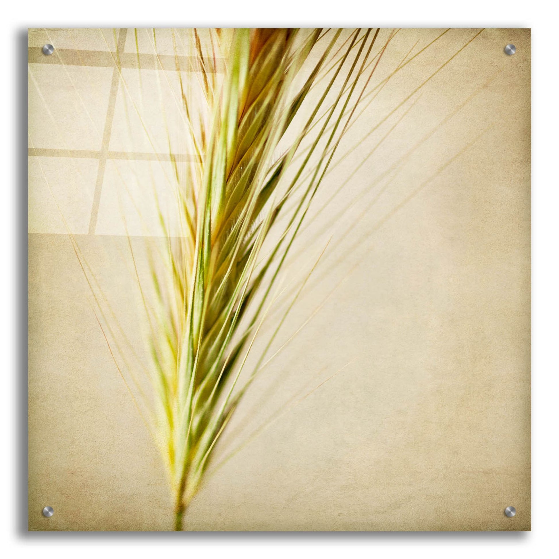 Epic Art 'Grasses 3' by Jessica Rogers, Acrylic Glass Wall Art,24x24