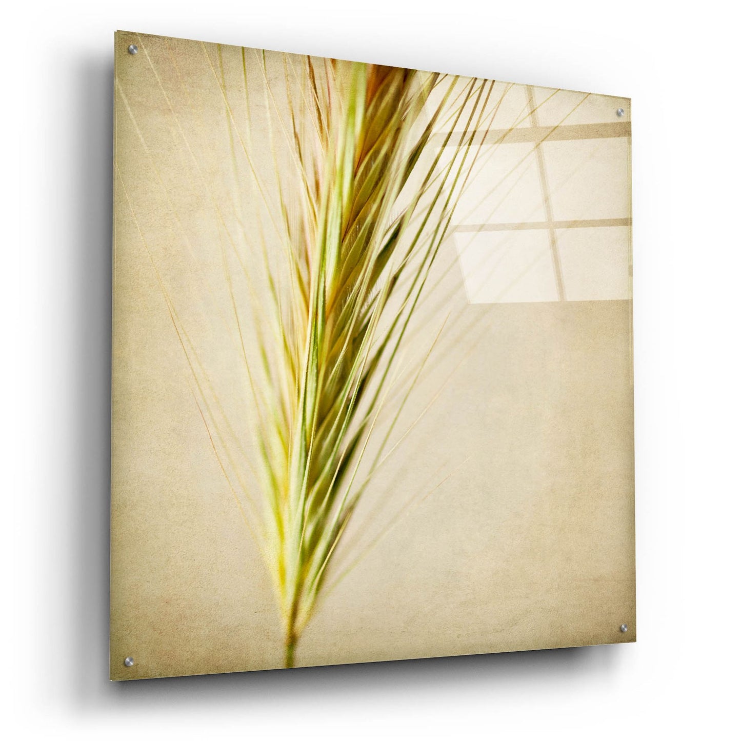 Epic Art 'Grasses 3' by Jessica Rogers, Acrylic Glass Wall Art,36x36