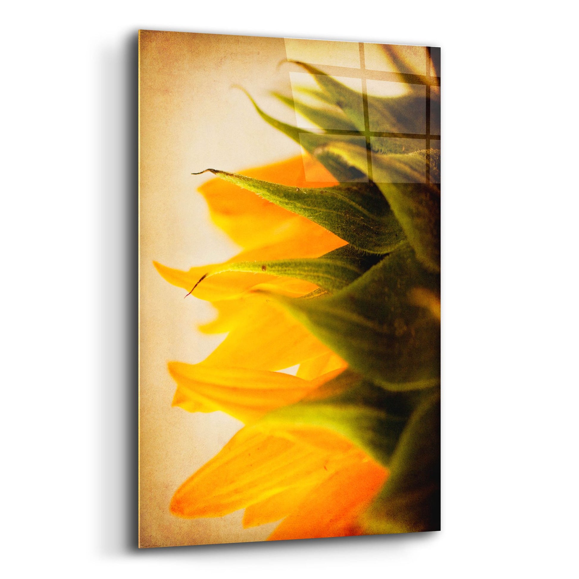 Epic Art 'Late Bloomer' by Jessica Rogers, Acrylic Glass Wall Art,12x16