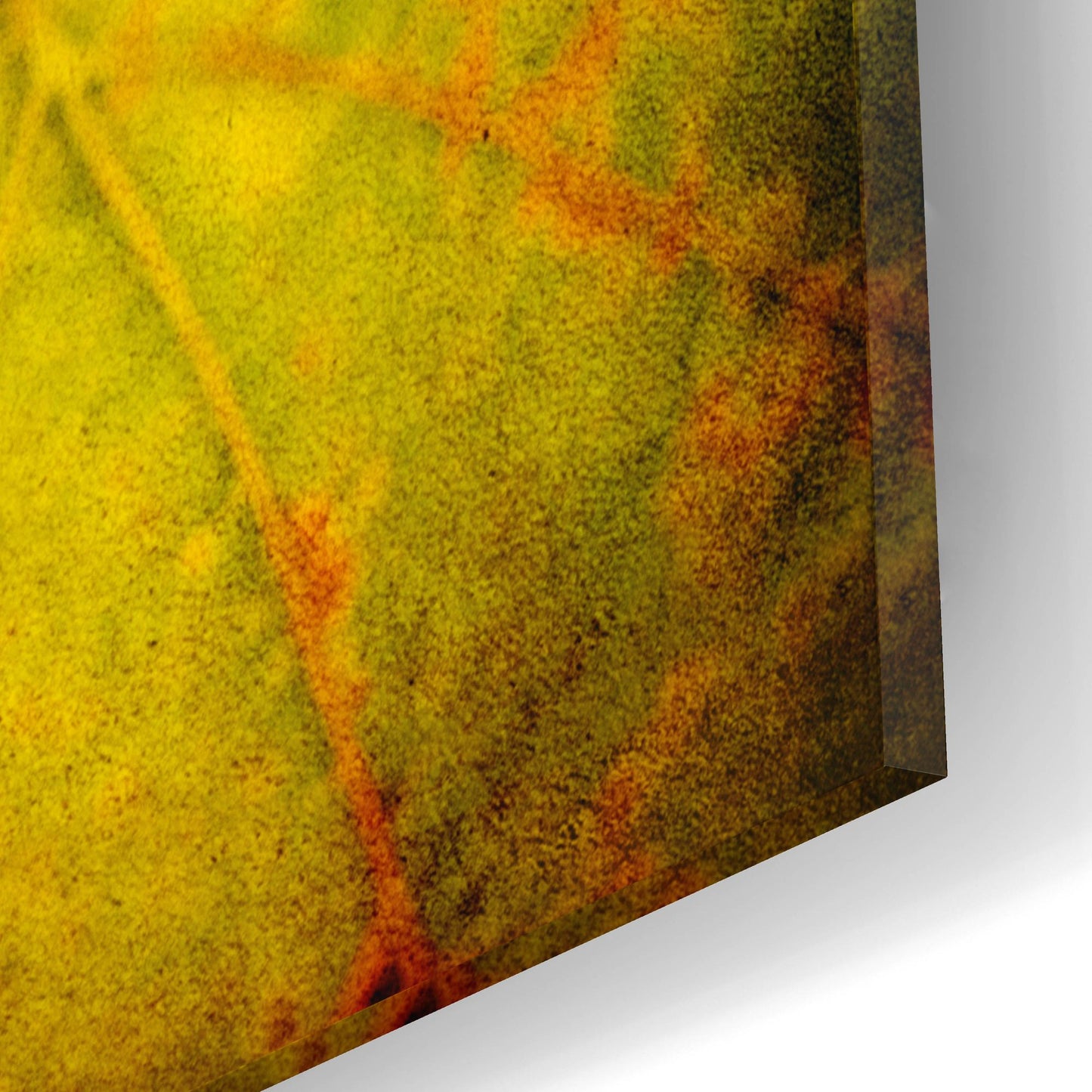 Epic Art 'Leaf And Cluster 1' by Jessica Rogers, Acrylic Glass Wall Art,16x12