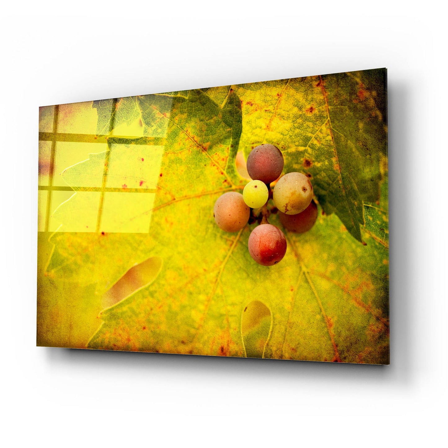 Epic Art 'Leaf And Cluster 1' by Jessica Rogers, Acrylic Glass Wall Art,24x16