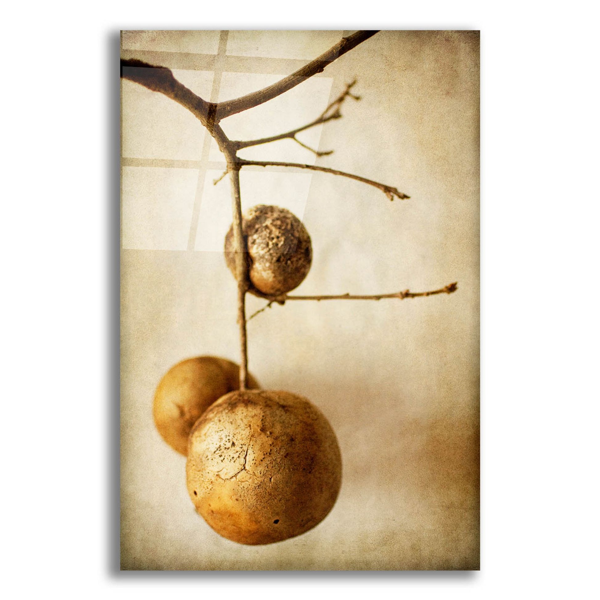 Epic Art 'Oak Pods 1' by Jessica Rogers, Acrylic Glass Wall Art,12x16