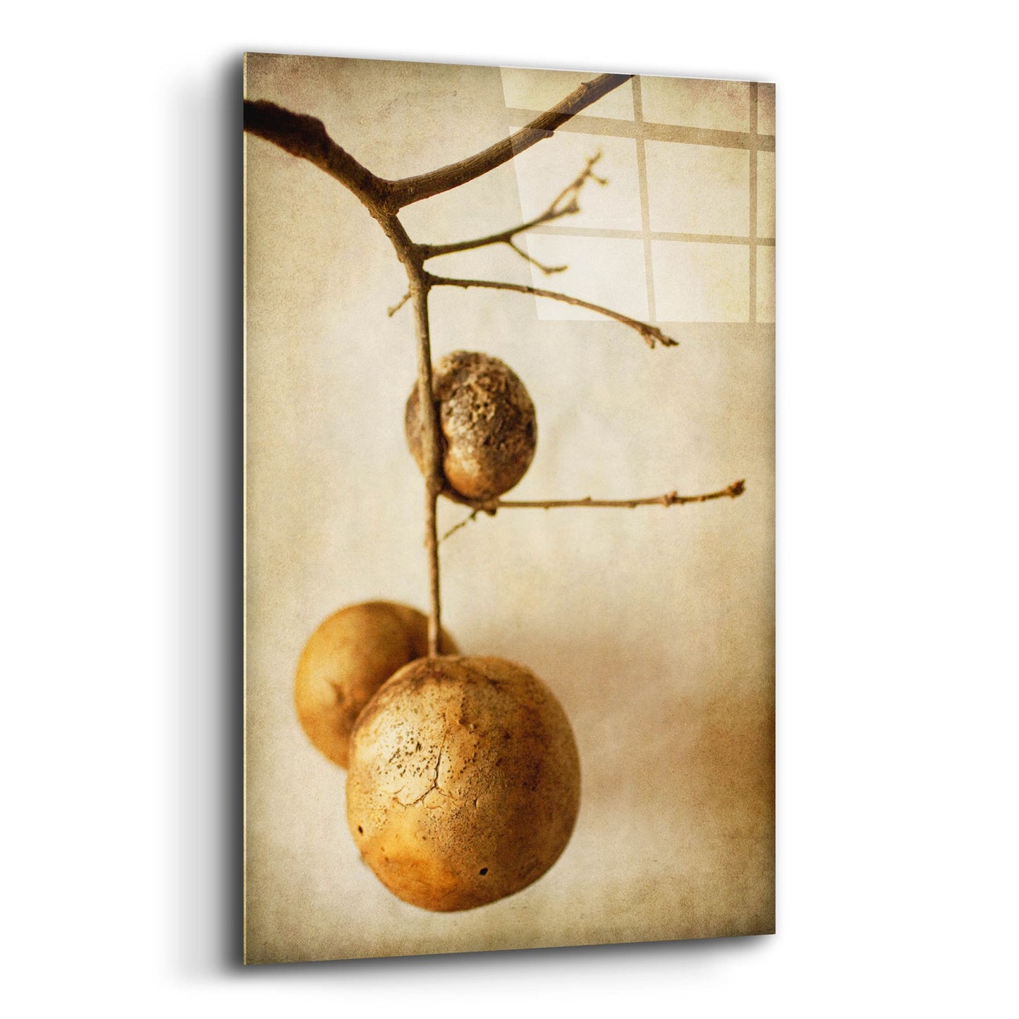 Epic Art 'Oak Pods 1' by Jessica Rogers, Acrylic Glass Wall Art,16x24