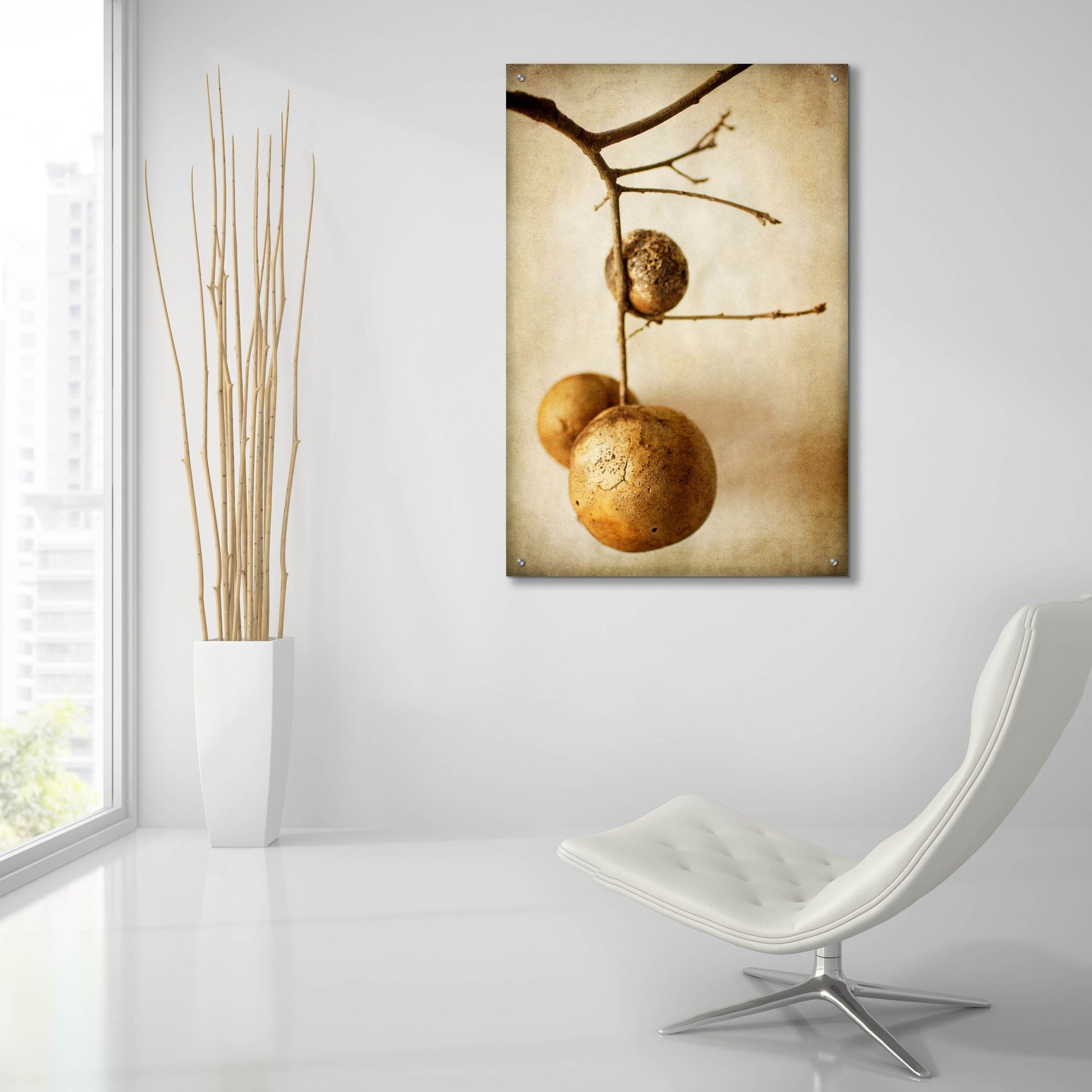 Epic Art 'Oak Pods 1' by Jessica Rogers, Acrylic Glass Wall Art,24x36