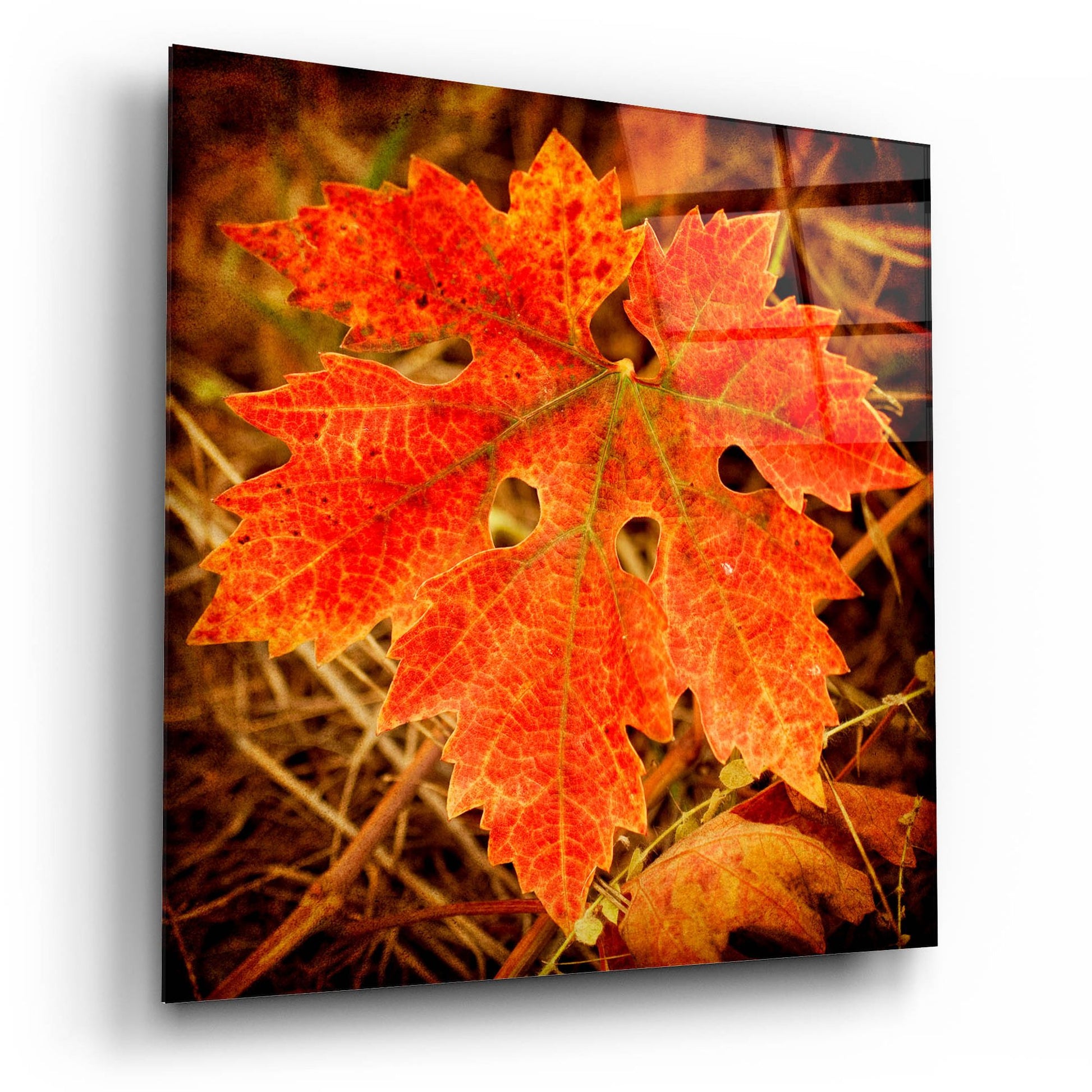 Epic Art 'Ochre Foliage' by Jessica Rogers, Acrylic Glass Wall Art,12x12