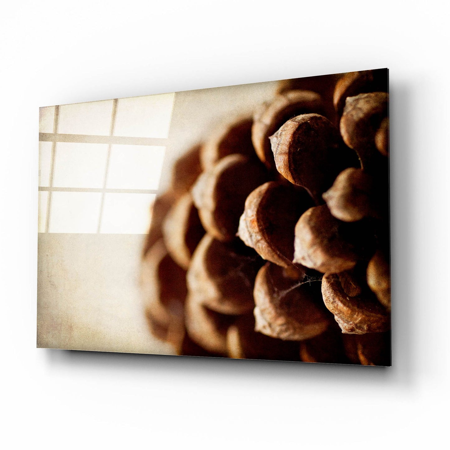 Epic Art 'Pine Cone' by Jessica Rogers, Acrylic Glass Wall Art,16x12