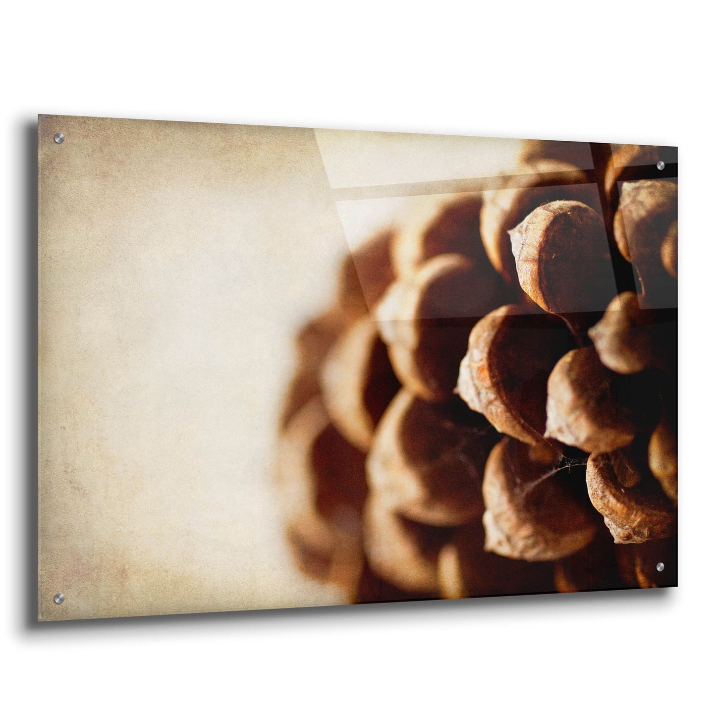 Epic Art 'Pine Cone' by Jessica Rogers, Acrylic Glass Wall Art,36x24