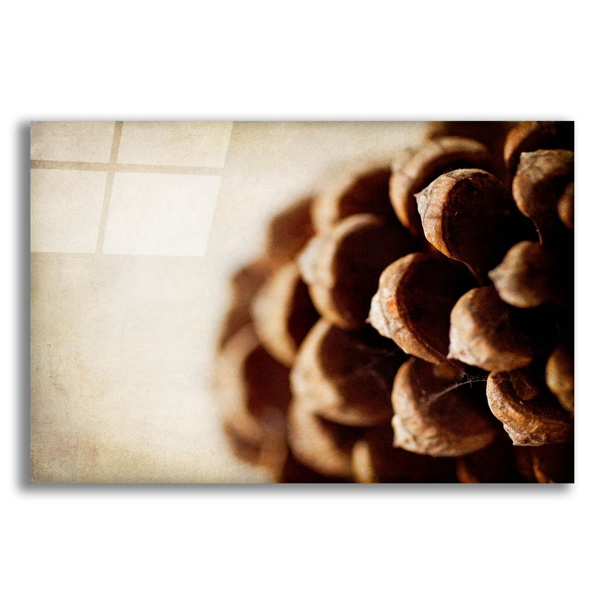 Epic Art 'Pine Cone' by Jessica Rogers, Acrylic Glass Wall Art