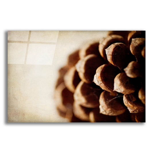 Epic Art 'Pine Cone' by Jessica Rogers, Acrylic Glass Wall Art