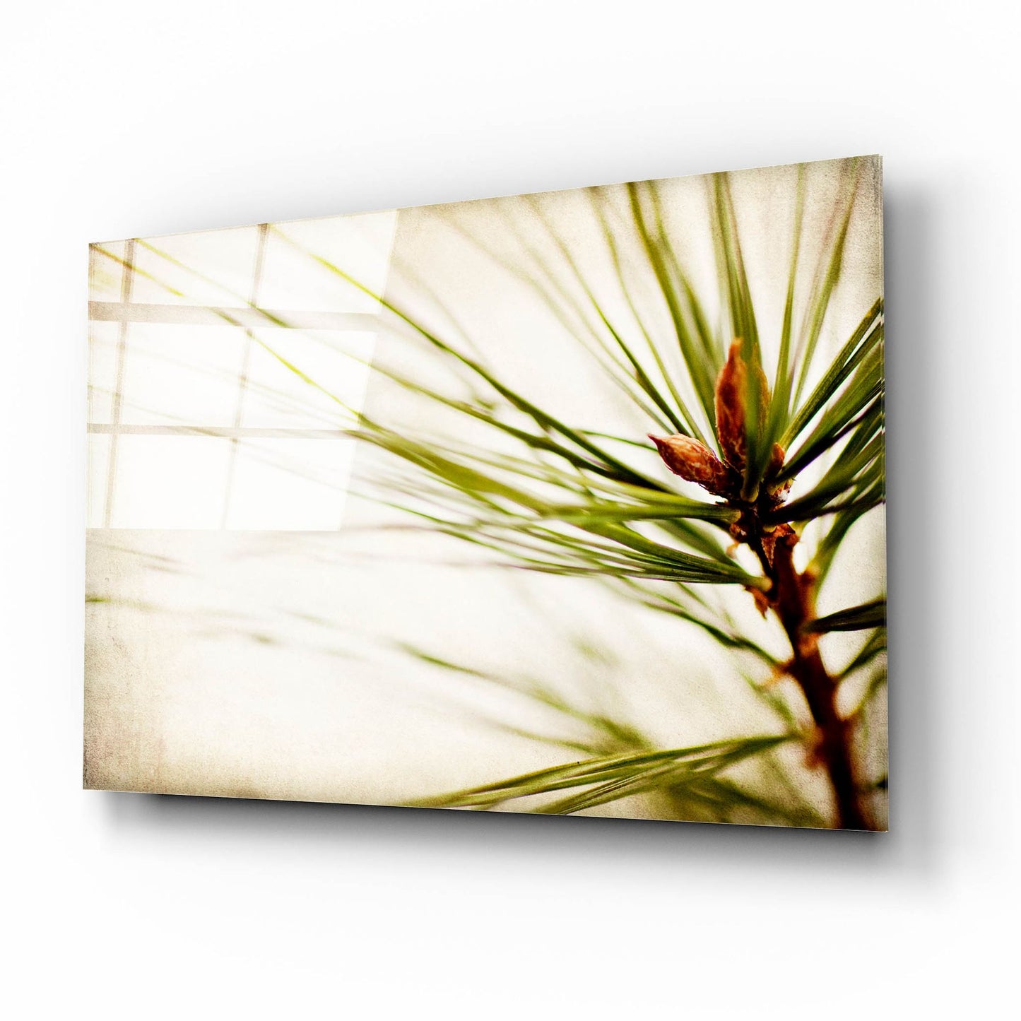 Epic Art 'Pine Needles' by Jessica Rogers, Acrylic Glass Wall Art,16x12