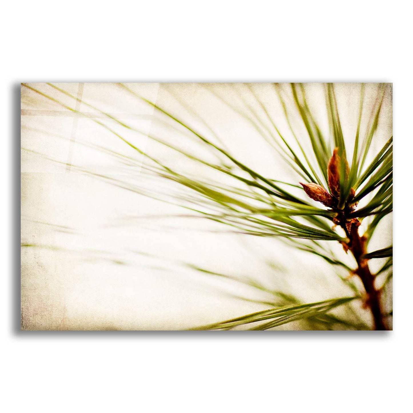 Epic Art 'Pine Needles' by Jessica Rogers, Acrylic Glass Wall Art,16x12