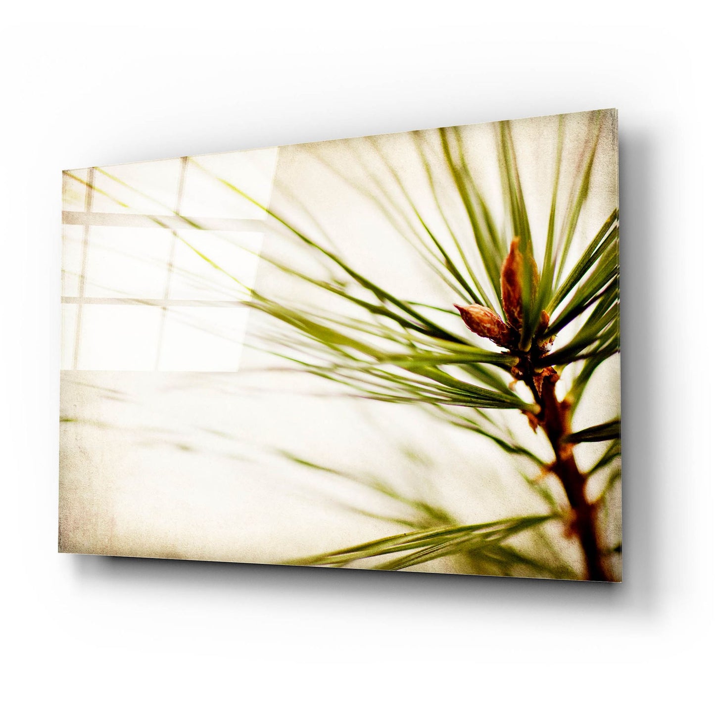 Epic Art 'Pine Needles' by Jessica Rogers, Acrylic Glass Wall Art,24x16