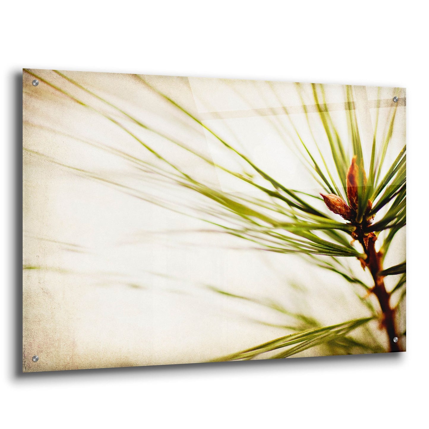 Epic Art 'Pine Needles' by Jessica Rogers, Acrylic Glass Wall Art,36x24