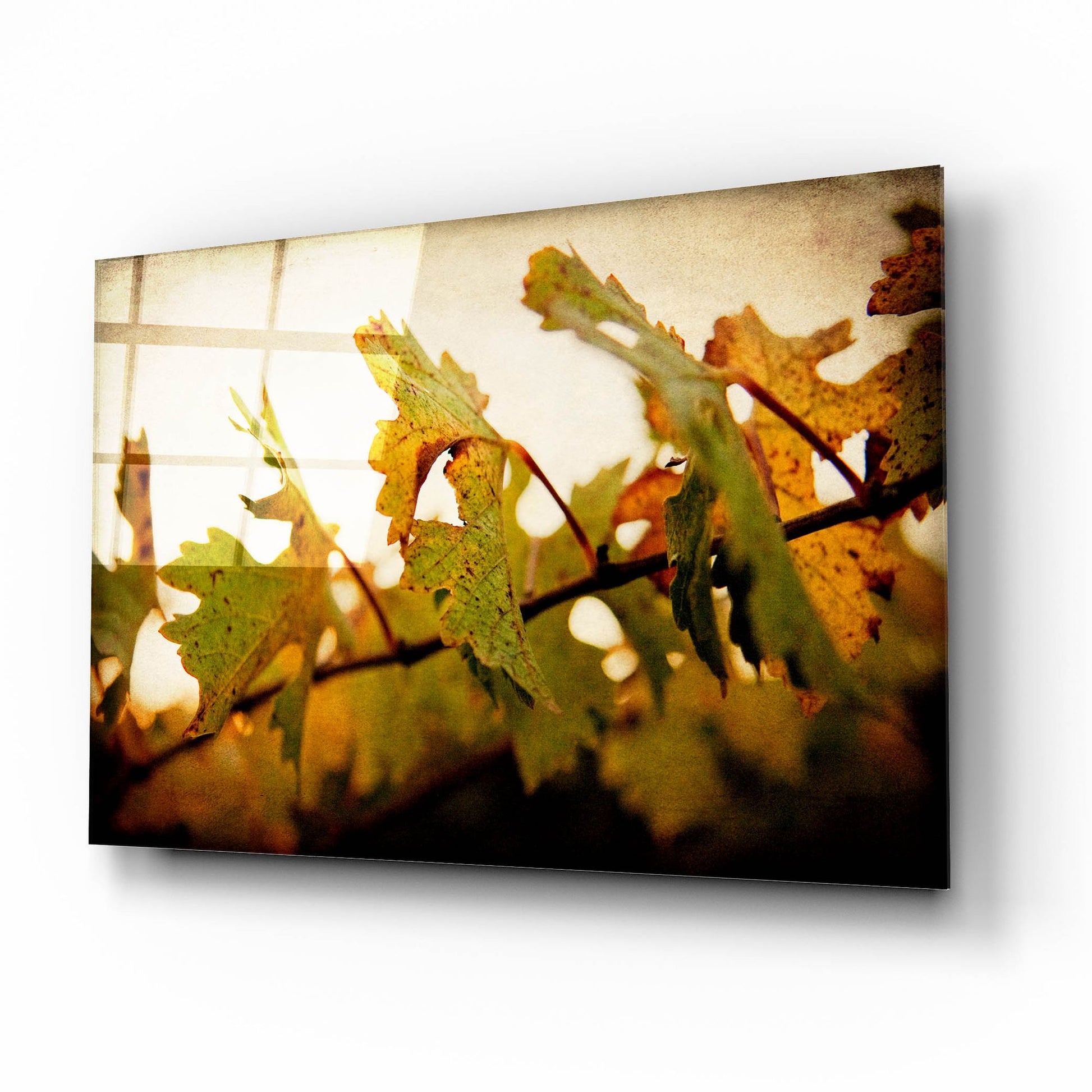 Epic Art 'Sunset Vines' by Jessica Rogers, Acrylic Glass Wall Art,16x12