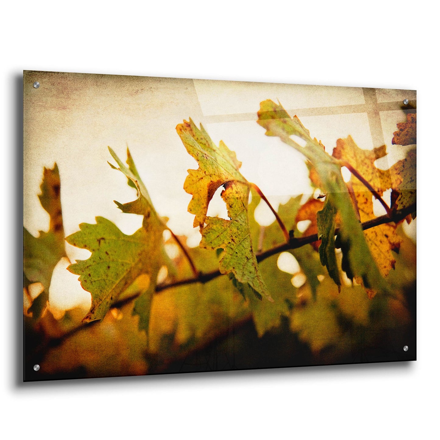 Epic Art 'Sunset Vines' by Jessica Rogers, Acrylic Glass Wall Art,36x24