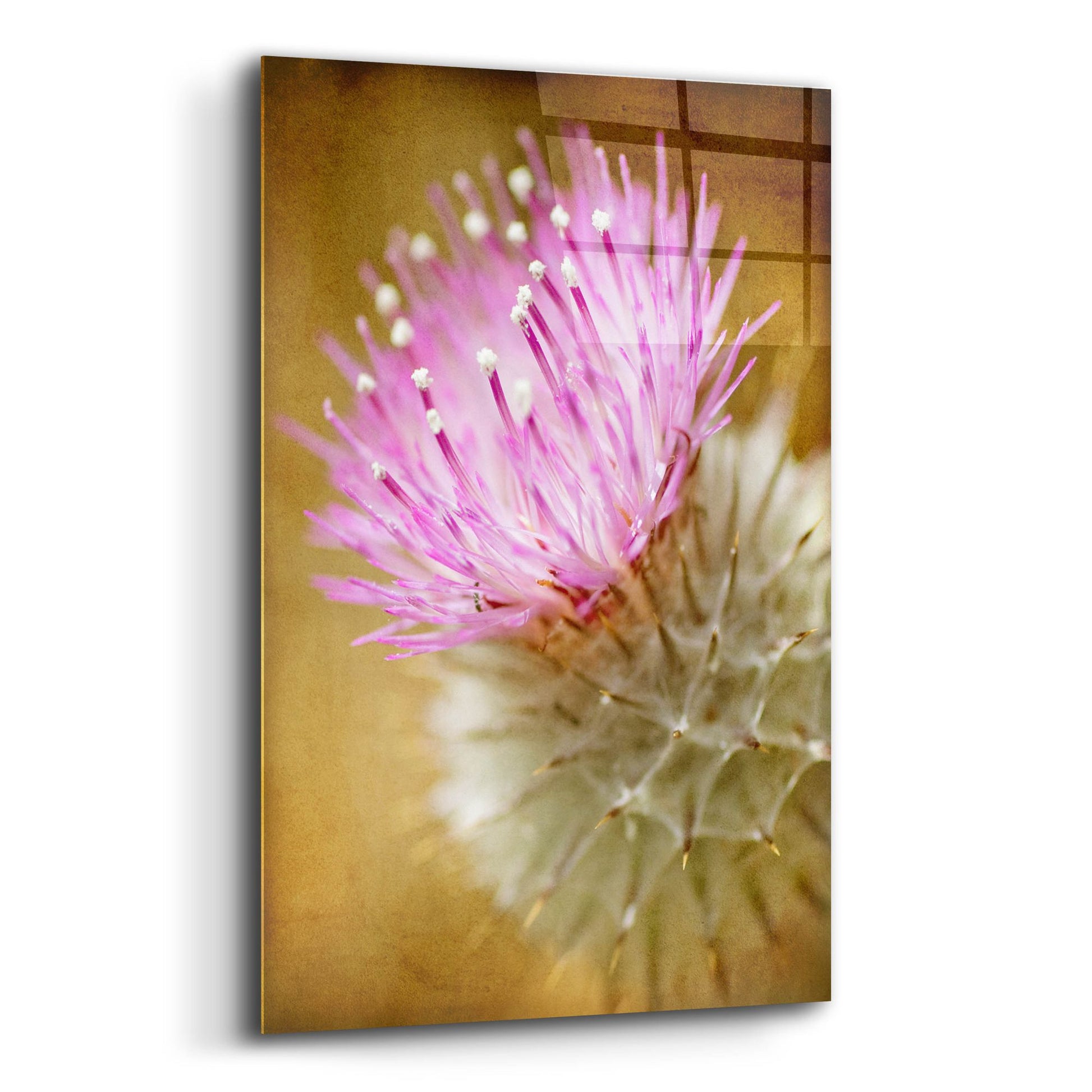 Epic Art 'Thistle Bloom' by Jessica Rogers, Acrylic Glass Wall Art,12x16