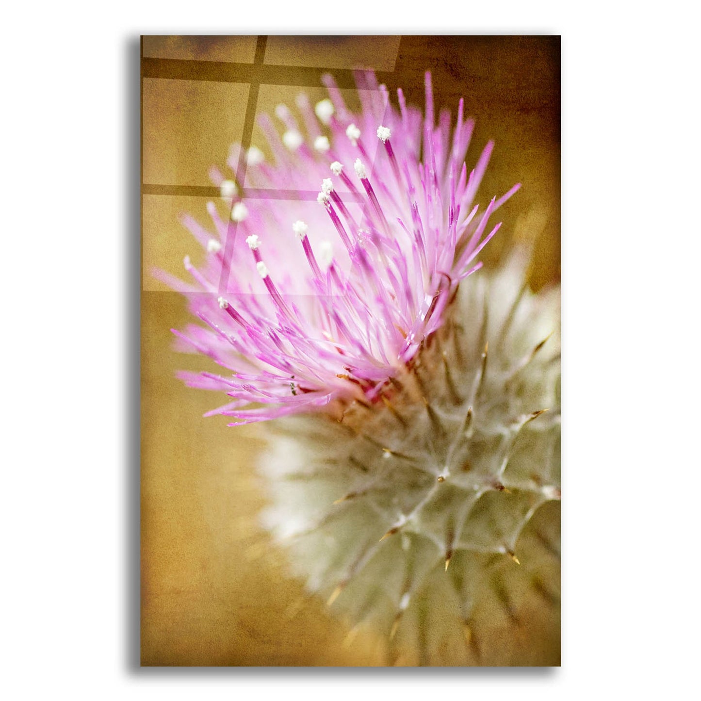 Epic Art 'Thistle Bloom' by Jessica Rogers, Acrylic Glass Wall Art,12x16