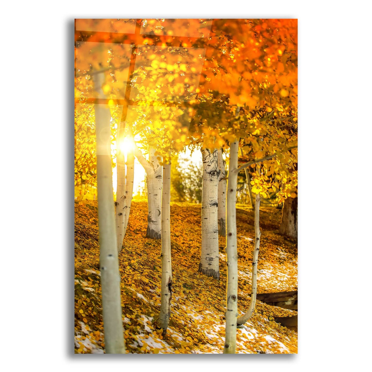 Epic Art 'Aspen Glow' by Jonathan Ross, Acrylic Glass Wall Art,16x24