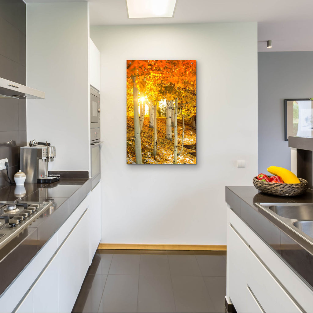 Epic Art 'Aspen Glow' by Jonathan Ross, Acrylic Glass Wall Art,24x36