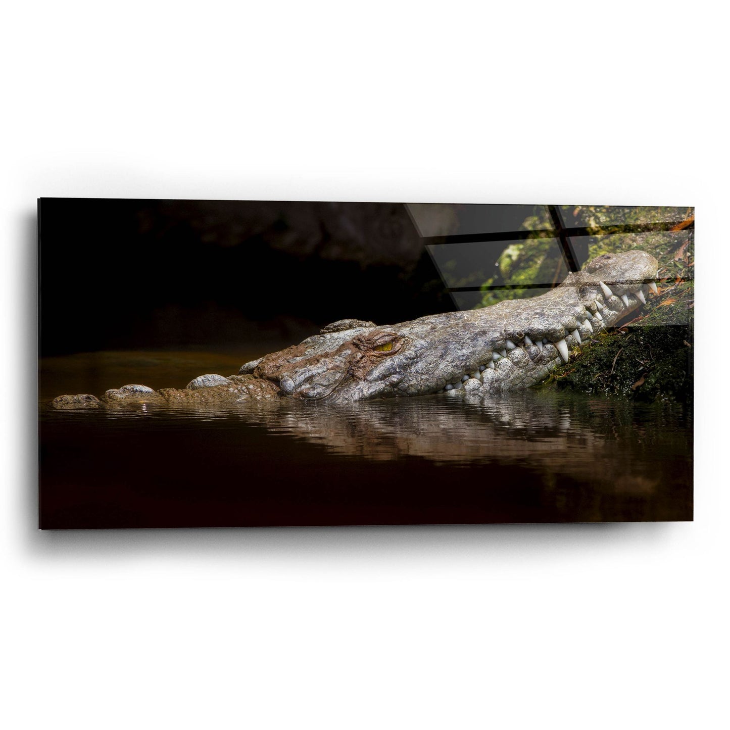 Epic Art 'Crocodile Smile' by Jonathan Ross, Acrylic Glass Wall Art,24x12