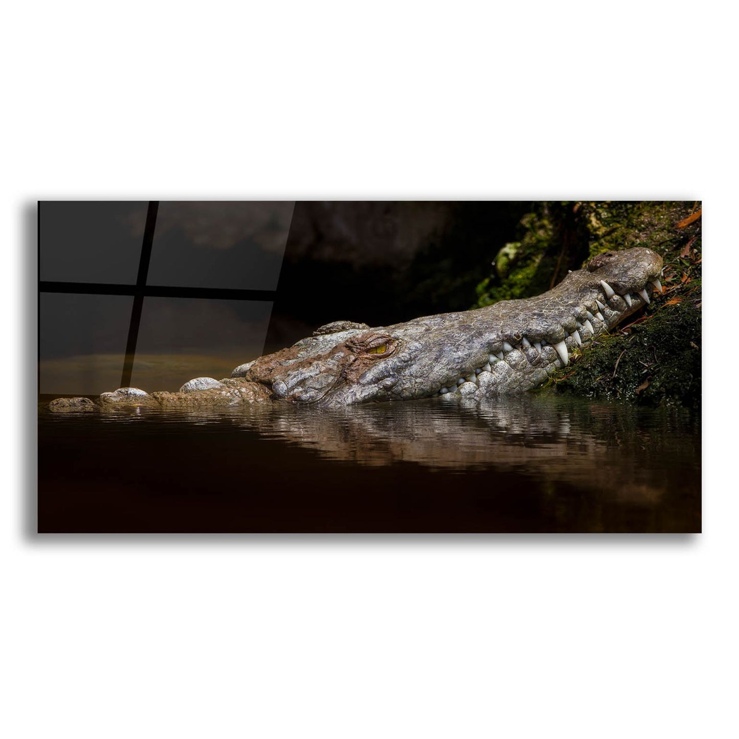 Epic Art 'Crocodile Smile' by Jonathan Ross, Acrylic Glass Wall Art,24x12