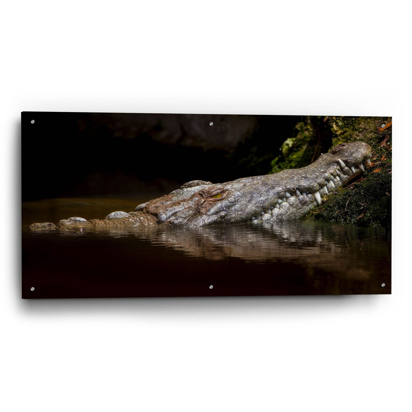 Epic Art 'Crocodile Smile' by Jonathan Ross, Acrylic Glass Wall Art,48x24