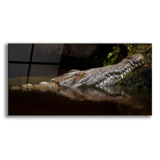 Epic Art 'Crocodile Smile' by Jonathan Ross, Acrylic Glass Wall Art