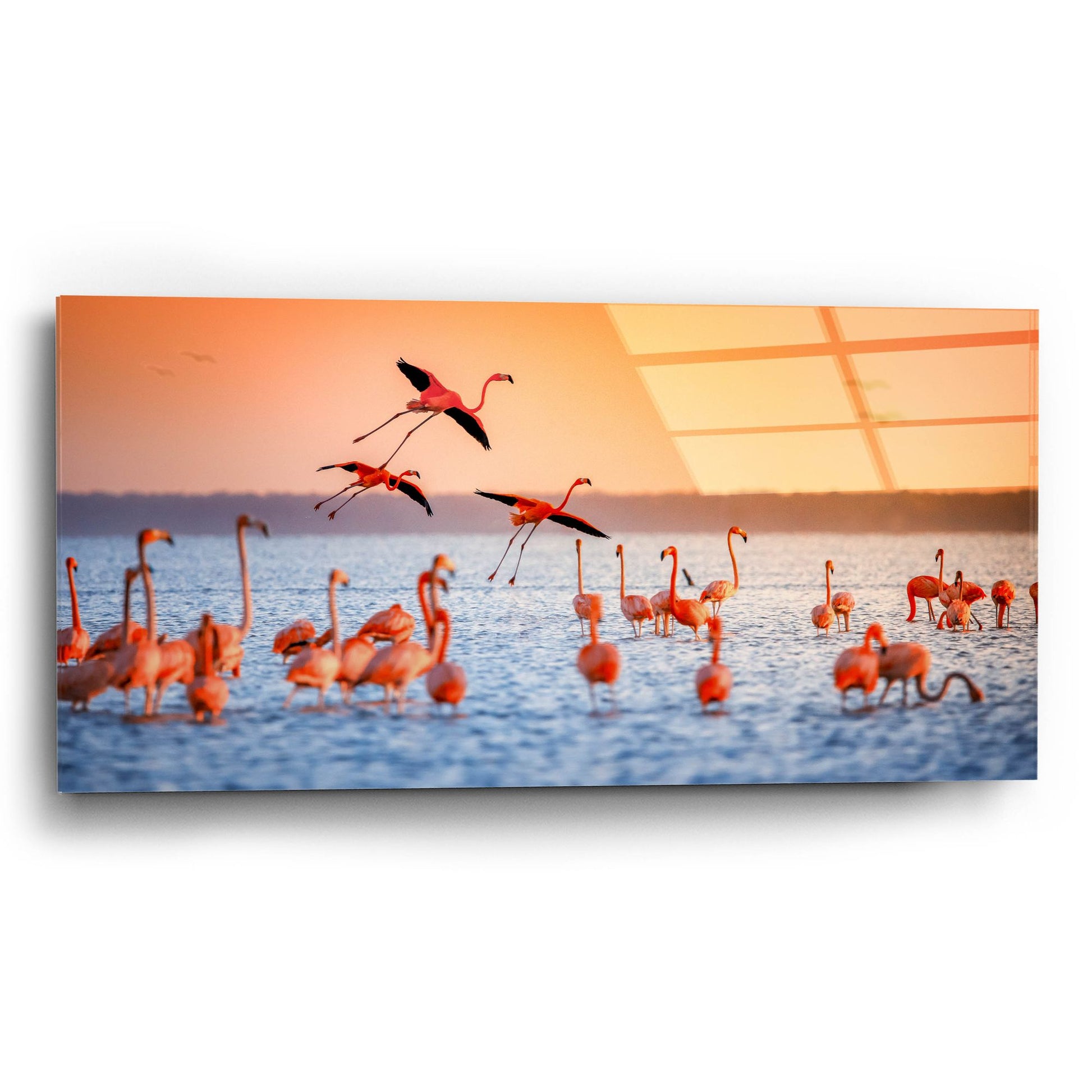 Epic Art 'Flamingo Flight' by Jonathan Ross, Acrylic Glass Wall Art,24x12