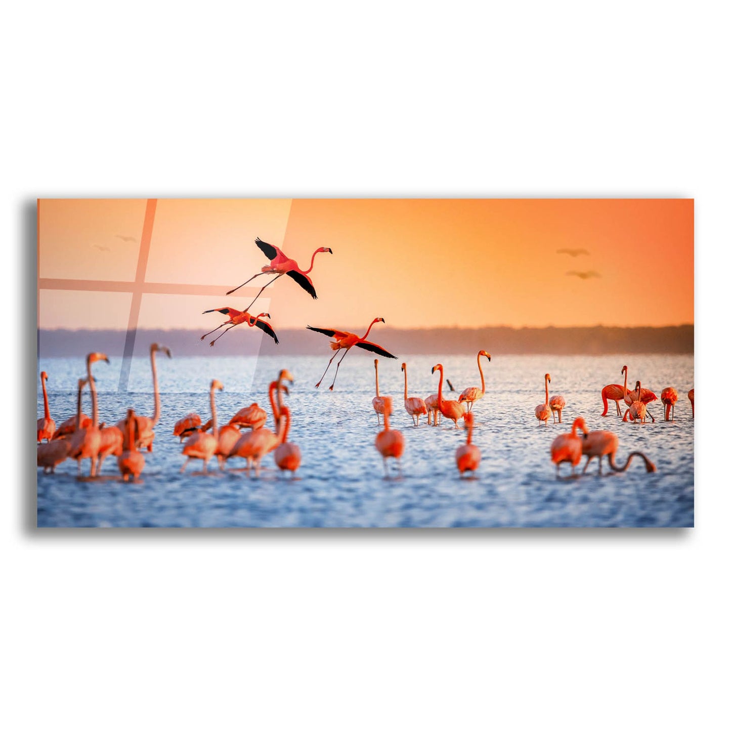 Epic Art 'Flamingo Flight' by Jonathan Ross, Acrylic Glass Wall Art,24x12