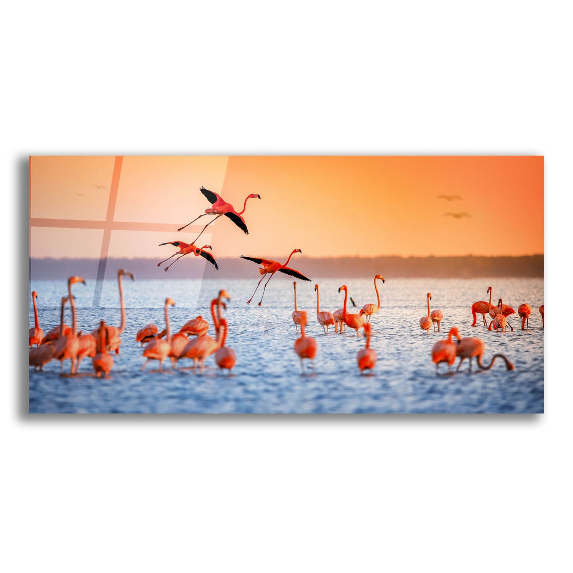 Epic Art 'Flamingo Flight' by Jonathan Ross, Acrylic Glass Wall Art,24x12