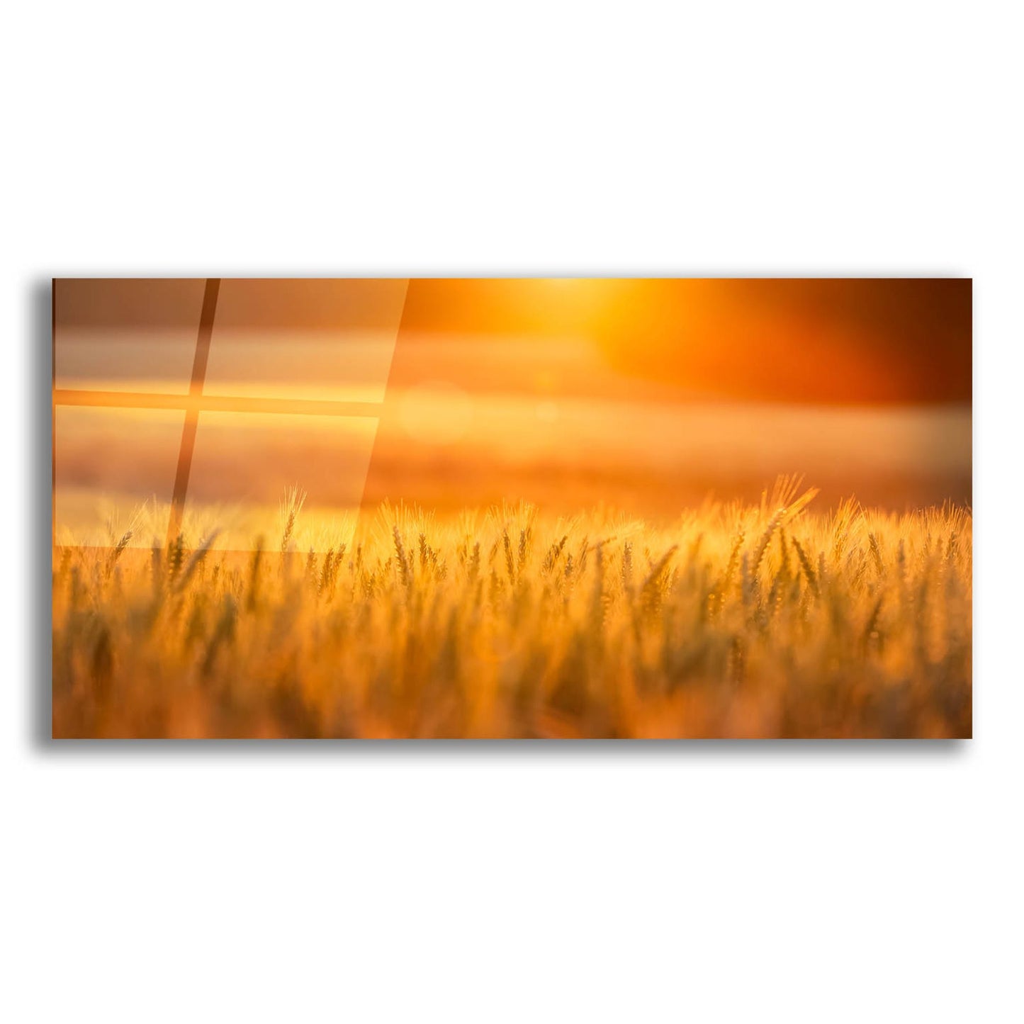 Epic Art 'Golden Wheat' by Jonathan Ross, Acrylic Glass Wall Art,24x12