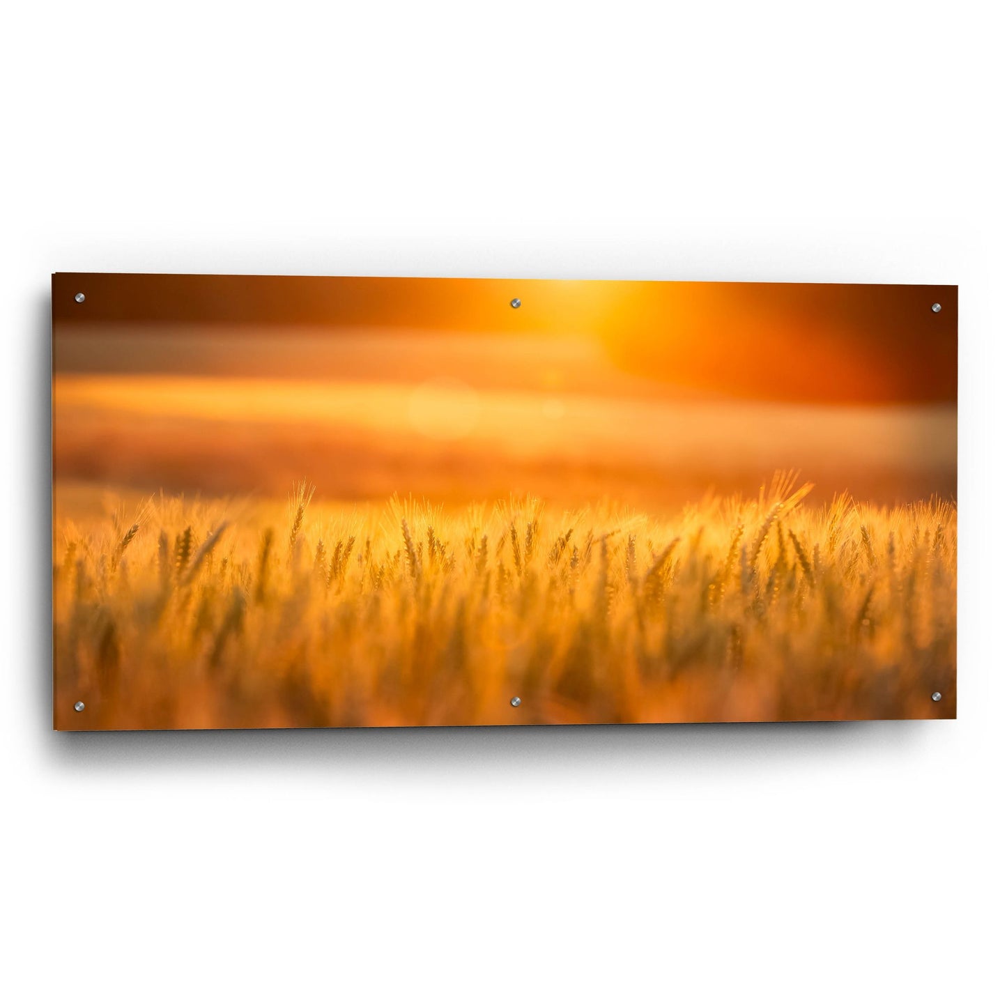 Epic Art 'Golden Wheat' by Jonathan Ross, Acrylic Glass Wall Art,48x24