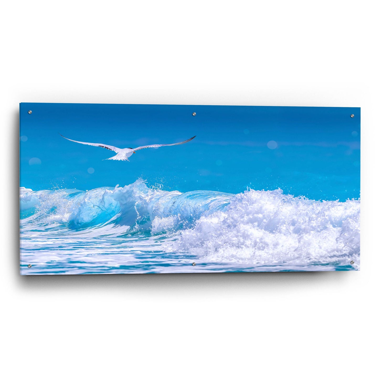 Epic Art 'Gull In The Waves' by Jonathan Ross, Acrylic Glass Wall Art,48x24