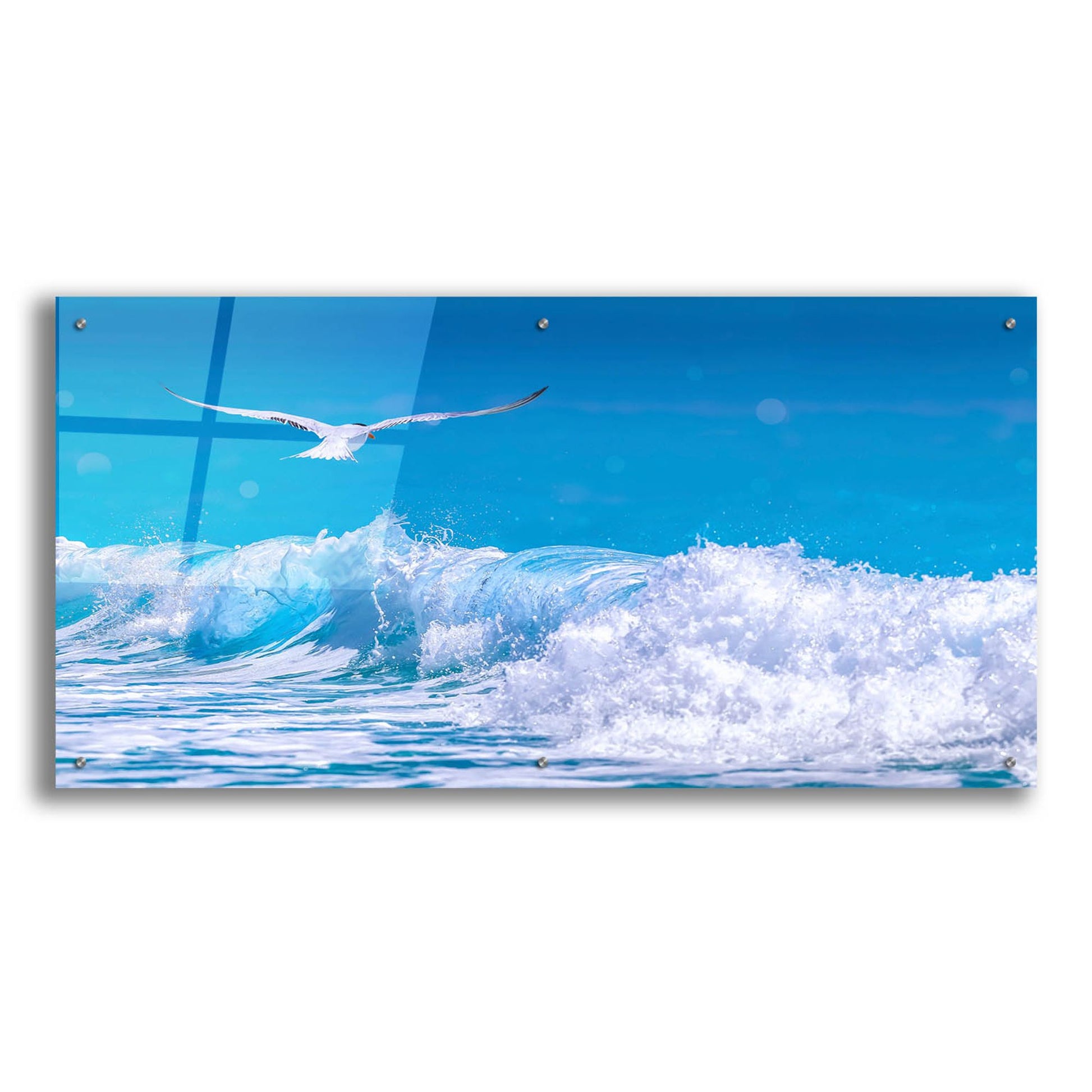 Epic Art 'Gull In The Waves' by Jonathan Ross, Acrylic Glass Wall Art,48x24