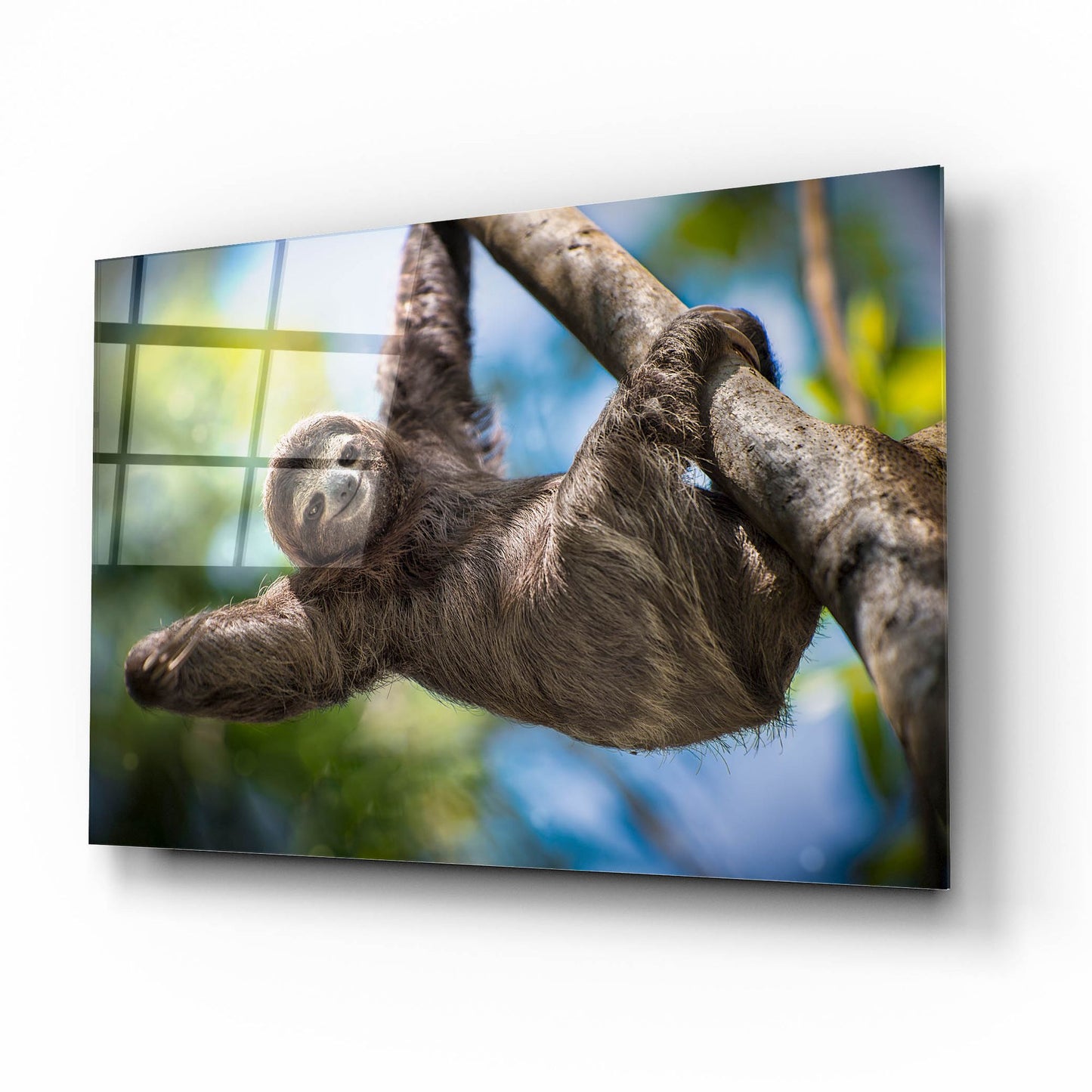 Epic Art 'Just Hanging Around' by Jonathan Ross, Acrylic Glass Wall Art,16x12