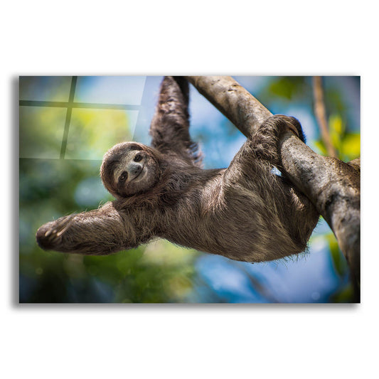 Epic Art 'Just Hanging Around' by Jonathan Ross, Acrylic Glass Wall Art