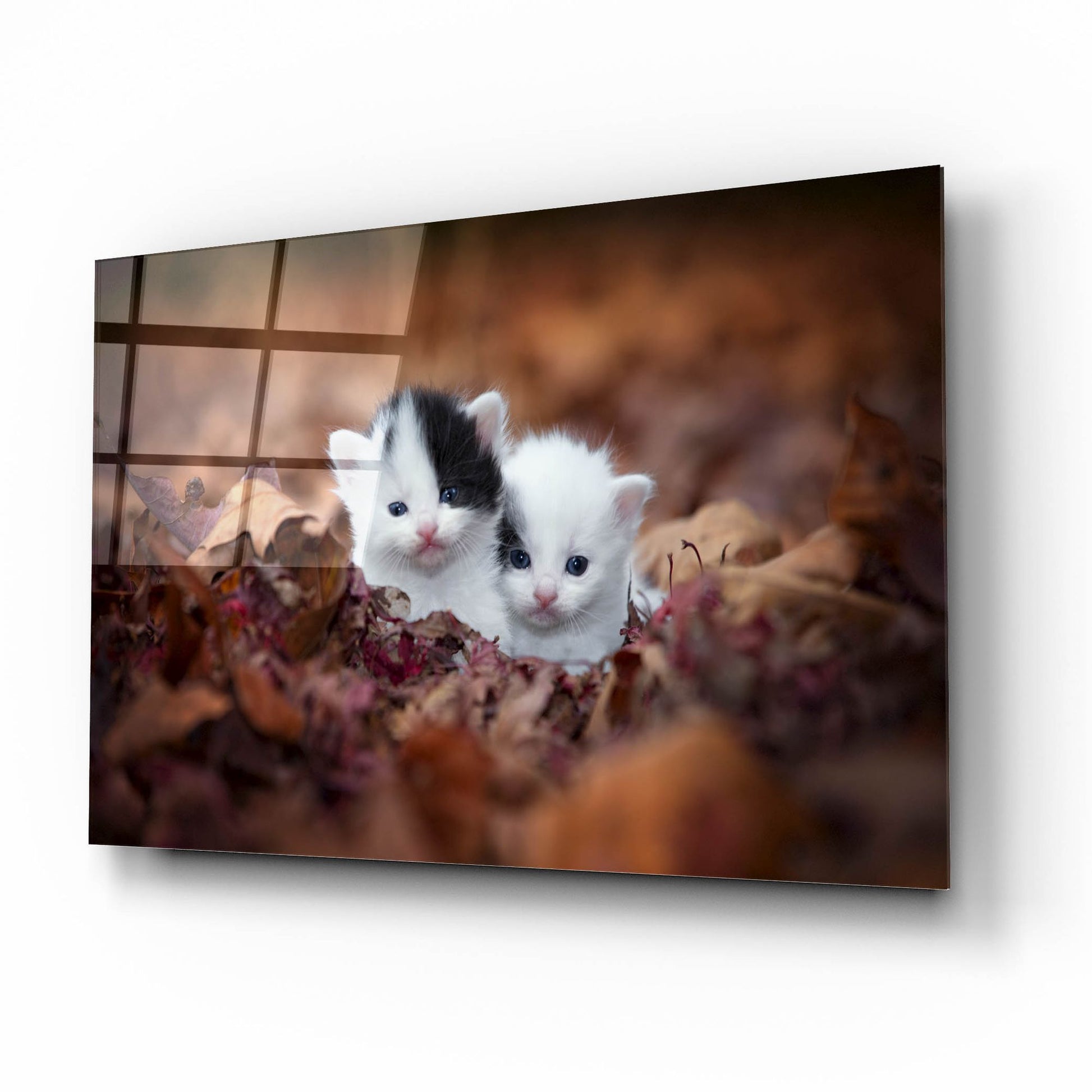 Epic Art 'Kitten Twins' by Jonathan Ross, Acrylic Glass Wall Art,16x12