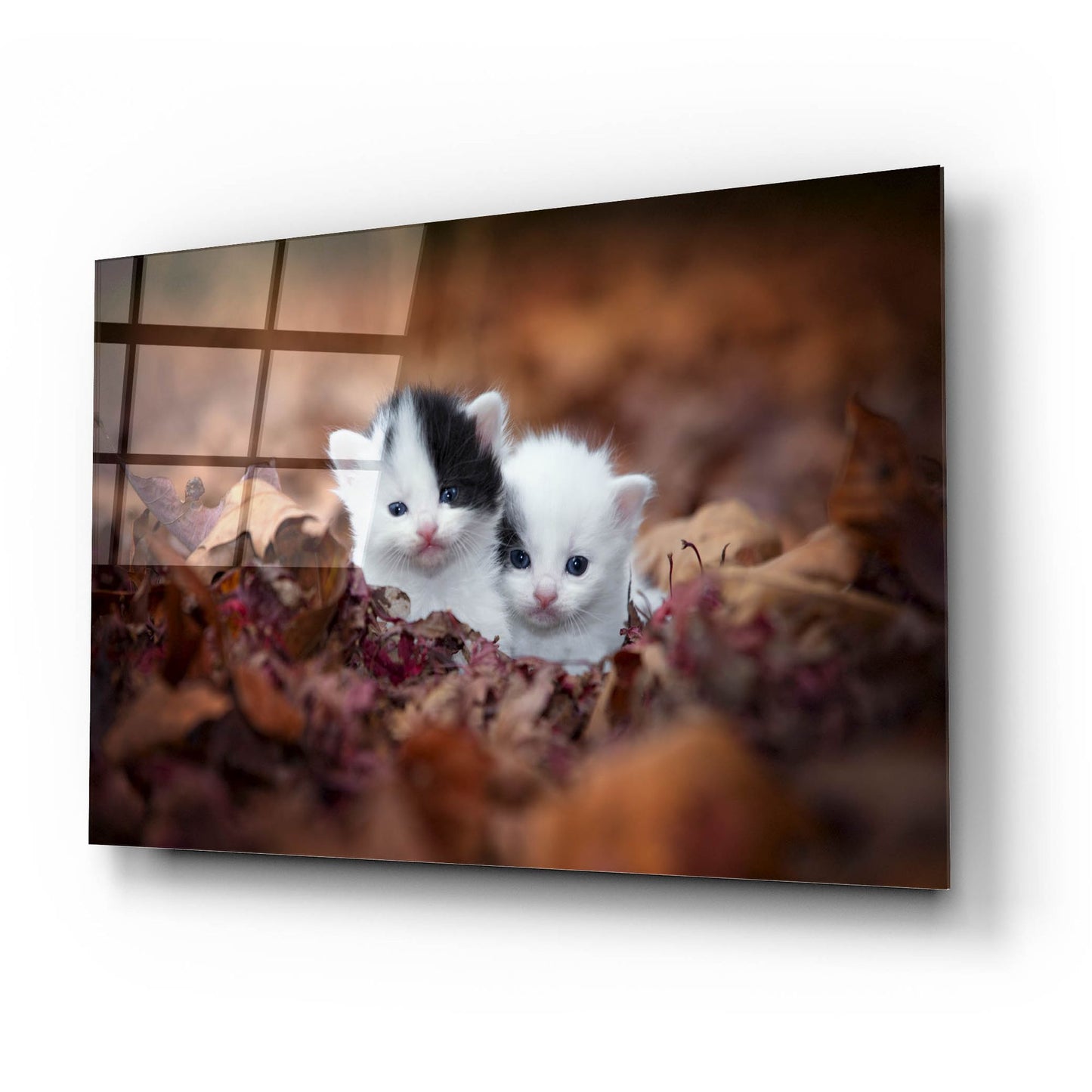 Epic Art 'Kitten Twins' by Jonathan Ross, Acrylic Glass Wall Art,24x16