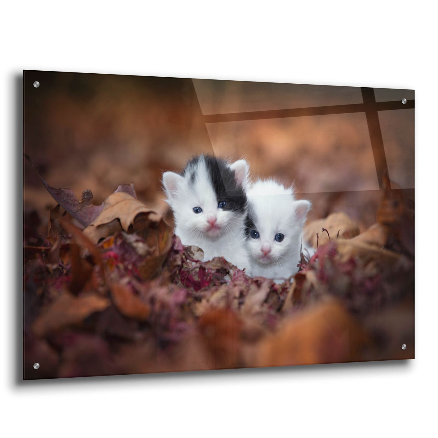 Epic Art 'Kitten Twins' by Jonathan Ross, Acrylic Glass Wall Art,36x24